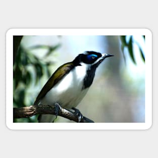 Blue Faced Honeyeater - Close Up Sticker